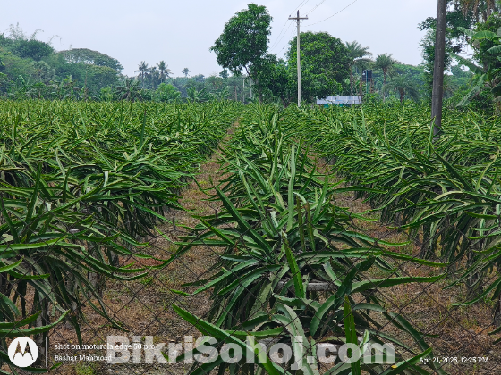 ড্রাগন বাগান সহ ৩৩১ শতক জমি বিক্রয়